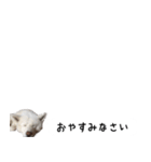 秋田犬シリウス2（個別スタンプ：17）