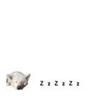 秋田犬シリウス2（個別スタンプ：18）