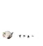 秋田犬シリウス2（個別スタンプ：19）