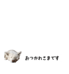 秋田犬シリウス2（個別スタンプ：20）