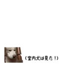 秋田犬シリウス2（個別スタンプ：21）