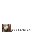 秋田犬シリウス2（個別スタンプ：22）
