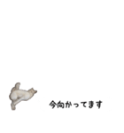 秋田犬シリウス2（個別スタンプ：25）