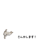 秋田犬シリウス2（個別スタンプ：26）