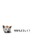 秋田犬シリウス2（個別スタンプ：30）