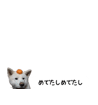 秋田犬シリウス2（個別スタンプ：32）