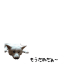 秋田犬シリウス2（個別スタンプ：33）