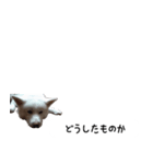 秋田犬シリウス2（個別スタンプ：34）