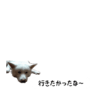 秋田犬シリウス2（個別スタンプ：35）