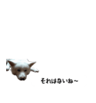 秋田犬シリウス2（個別スタンプ：36）