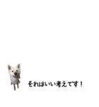 秋田犬シリウス2（個別スタンプ：37）