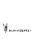 秋田犬シリウス2（個別スタンプ：38）