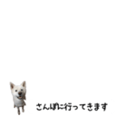 秋田犬シリウス2（個別スタンプ：39）