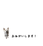 秋田犬シリウス2（個別スタンプ：40）