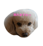 ルナちゃんの毎日②（個別スタンプ：2）