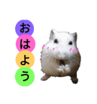 じゃんがりあんのとうふ（個別スタンプ：1）