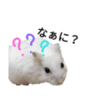 じゃんがりあんのとうふ（個別スタンプ：3）
