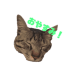 楓大と飼い猫（個別スタンプ：8）