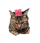 楓大と飼い猫（個別スタンプ：15）