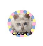 プリンとティティ子（個別スタンプ：1）