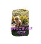 Flower 2です（個別スタンプ：7）