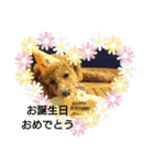 Flower 2です（個別スタンプ：16）