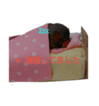 チキのはんこ（個別スタンプ：11）