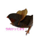 チキのはんこ（個別スタンプ：12）