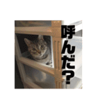 ネコルくんの日常2（個別スタンプ：17）