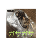ネコルくんの日常2（個別スタンプ：22）