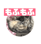 ネコルくんの日常2（個別スタンプ：23）