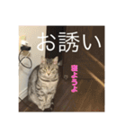 ネコルくんの日常2（個別スタンプ：24）
