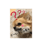 チワワのジローたん（個別スタンプ：1）