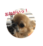 チワワのジローたん（個別スタンプ：2）