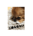 チワワのジローたん（個別スタンプ：6）