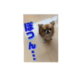 チワワのジローたん（個別スタンプ：11）