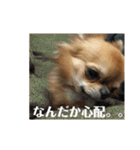 チワワのジローたん（個別スタンプ：17）