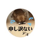 チワワのジローたん（個別スタンプ：19）