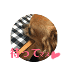 チワワのジローたん（個別スタンプ：20）