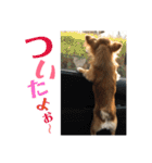 チワワのジローたん（個別スタンプ：21）