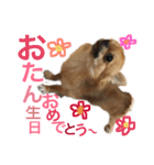 チワワのジローたん（個別スタンプ：31）