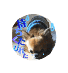 チワワのジローたん（個別スタンプ：32）