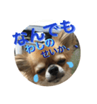 チワワのジローたん（個別スタンプ：38）