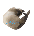 まっくろくろくろすけ（個別スタンプ：7）