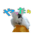 しあとこまめのスタンプ（個別スタンプ：1）