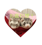 可愛いフェレット♡（個別スタンプ：4）