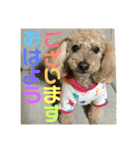 まろんすたんぷ5（個別スタンプ：5）