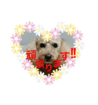 まろんすたんぷ5（個別スタンプ：9）