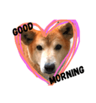 犬の大吉スタンプ（個別スタンプ：1）