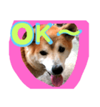 犬の大吉スタンプ（個別スタンプ：2）